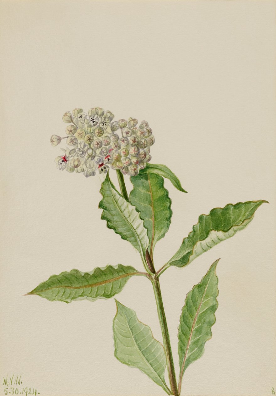 Alghe (Ascelpias) da Mary Vaux Walcott