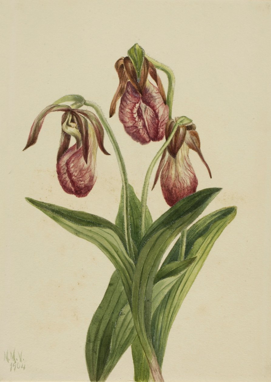 Fiore di mocassino (Cypripedium acaule) da Mary Vaux Walcott