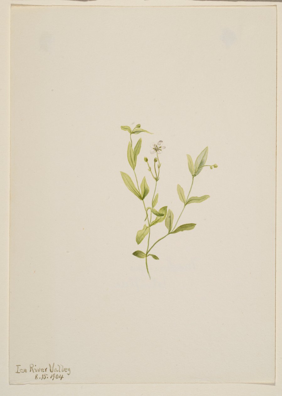Moehringia laberiflora da Mary Vaux Walcott