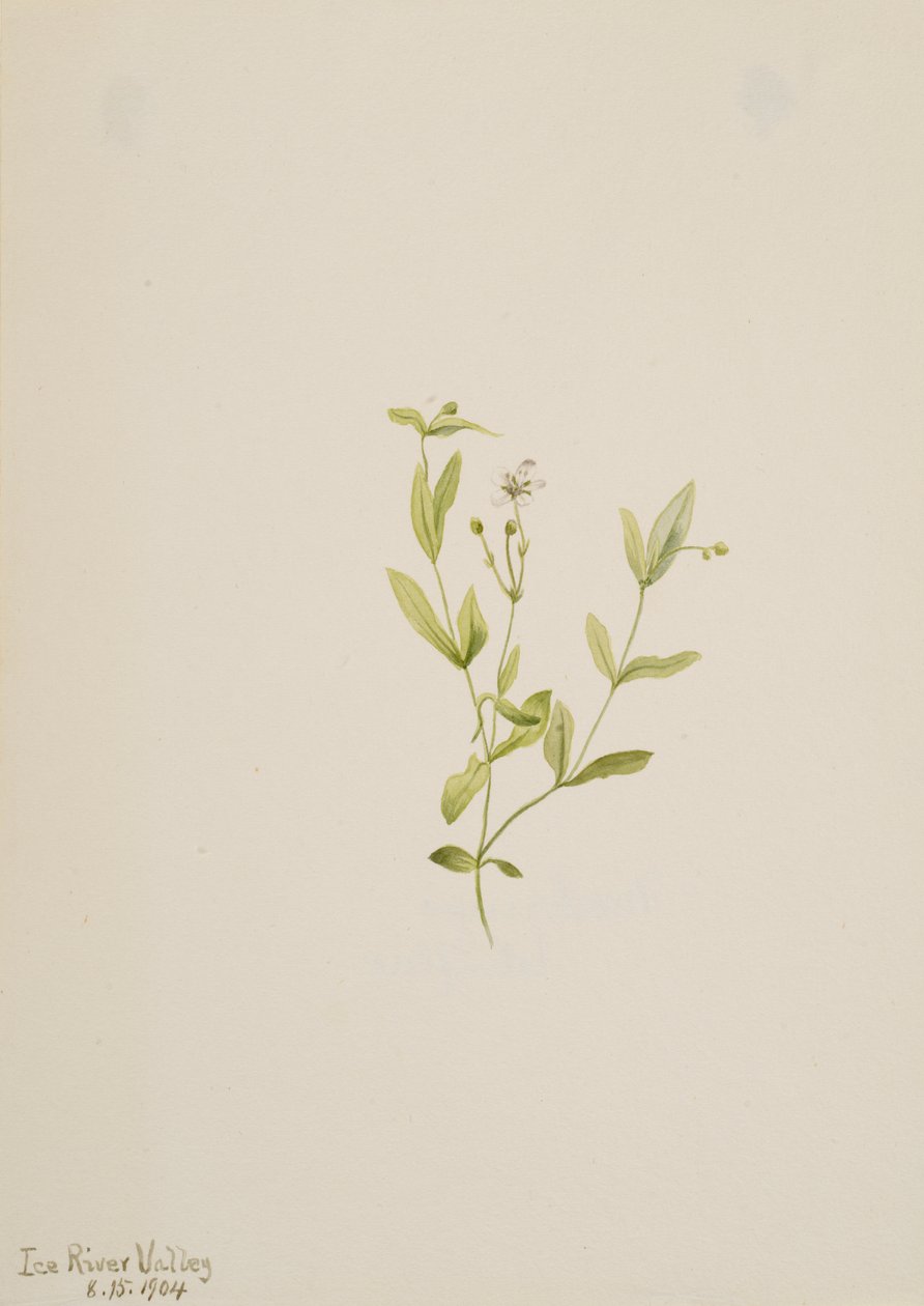 Moehringia laberiflora da Mary Vaux Walcott