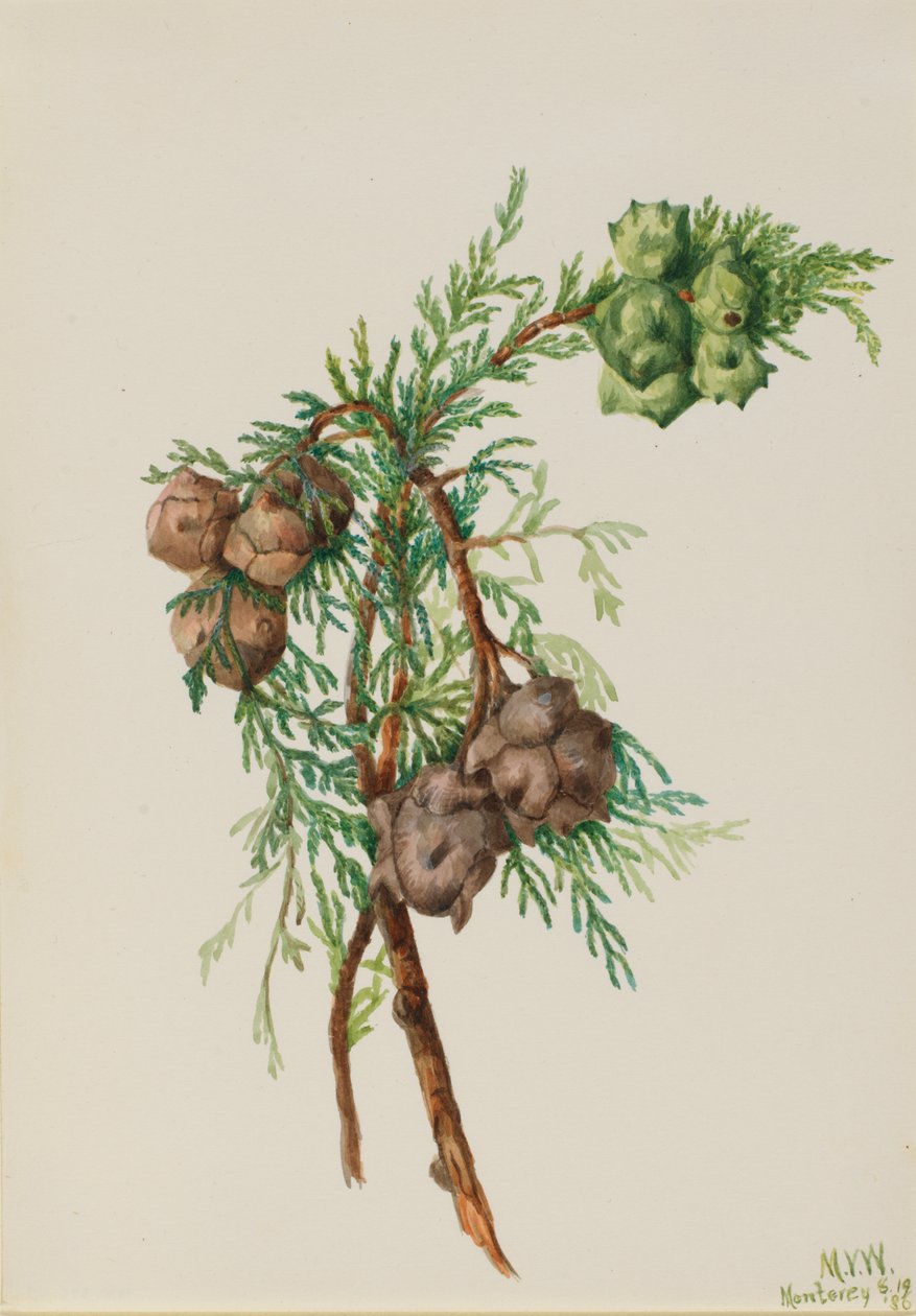 Cipresso di Monterey (Cupressus macrocarpa) da Mary Vaux Walcott