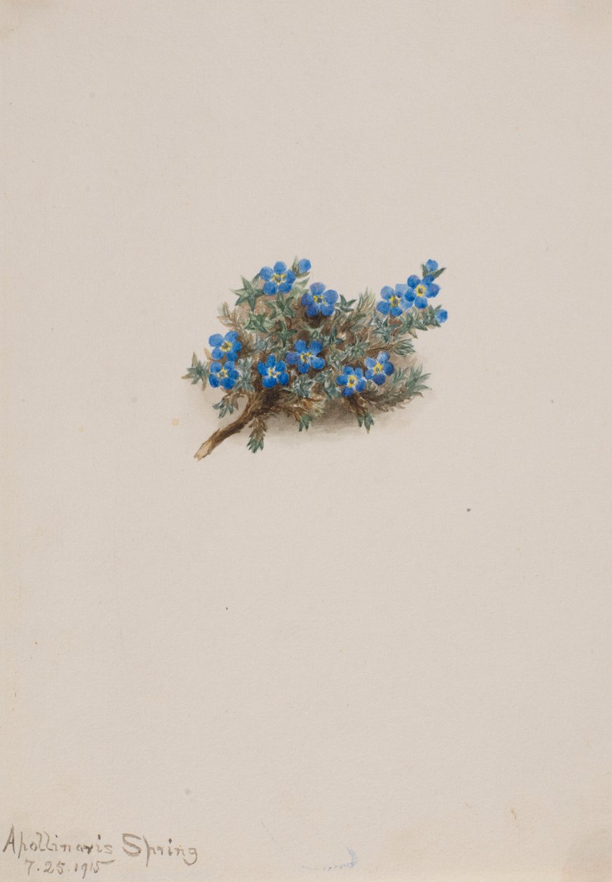 Nontiscordardime (Eritichum elongatum) da Mary Vaux Walcott