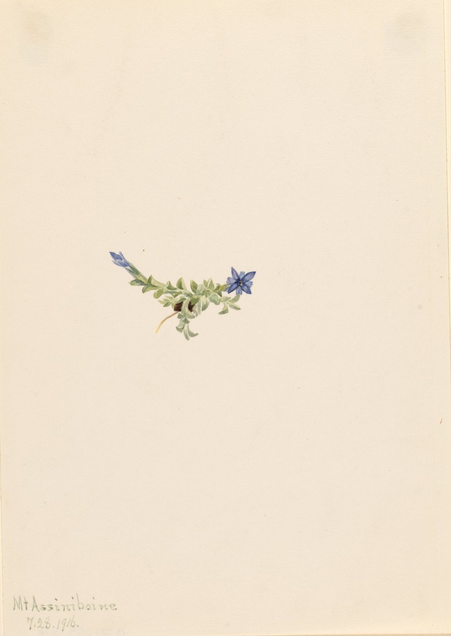 Moss Gentian (Gentiana prostrata) da Mary Vaux Walcott