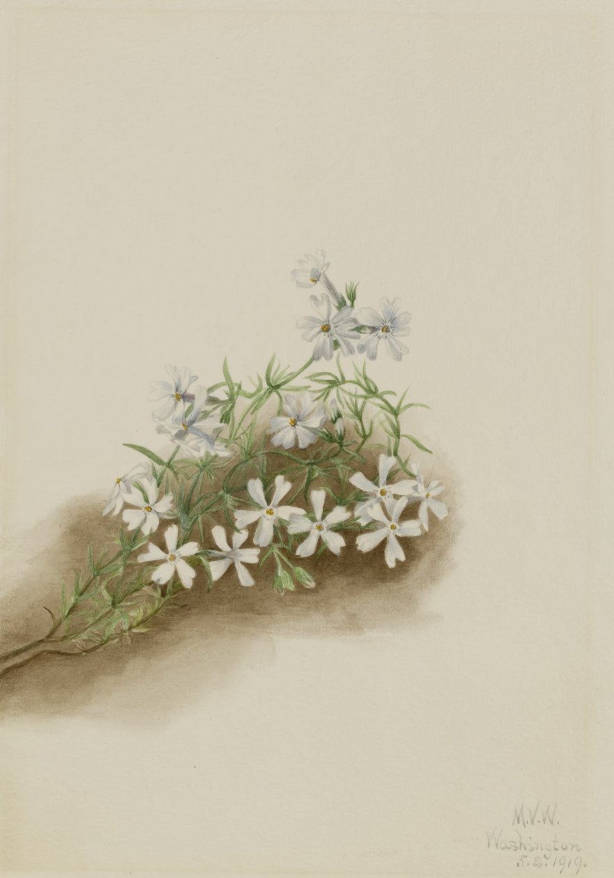 Rosa muschio (Phlox subulate) da Mary Vaux Walcott