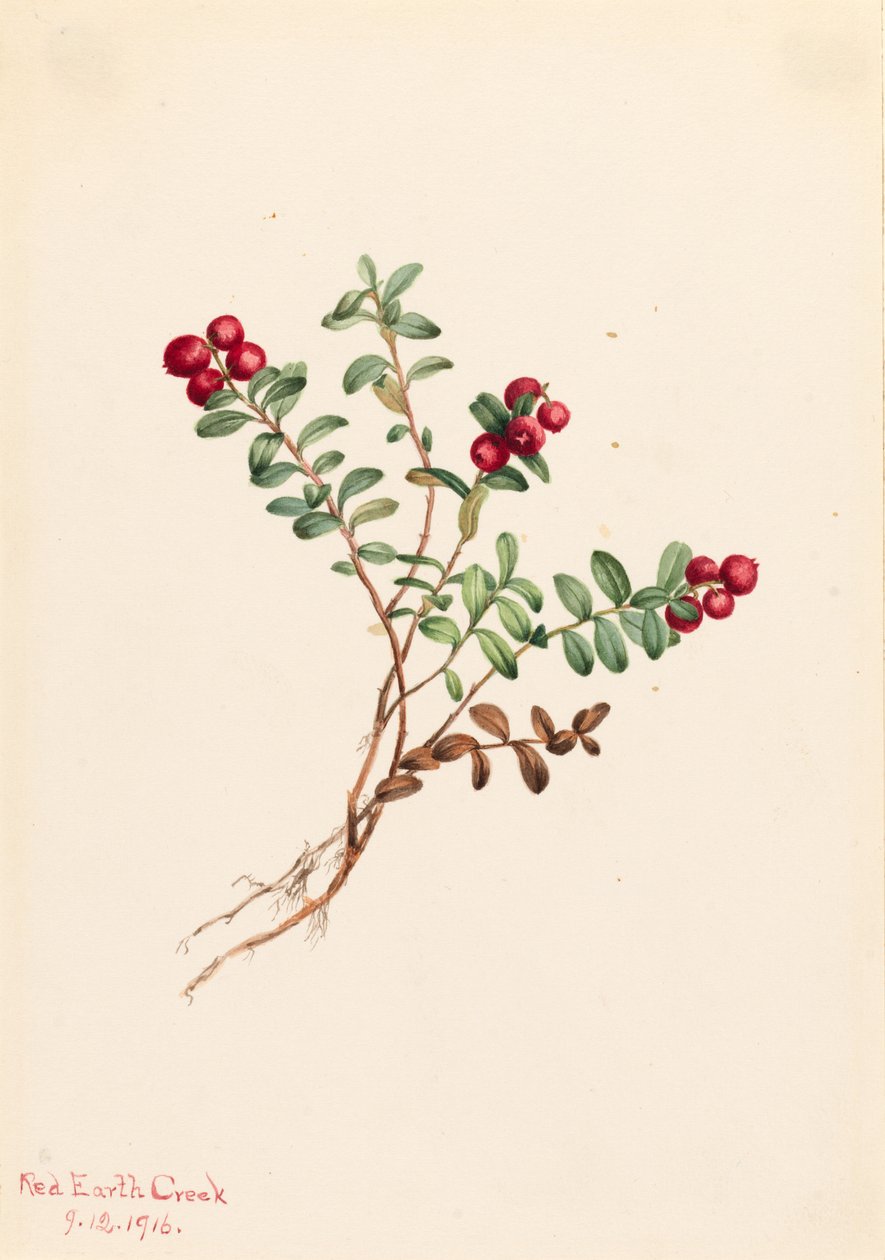 Mirtillo rosso di montagna (Vaccinium vitisdaea minus) da Mary Vaux Walcott
