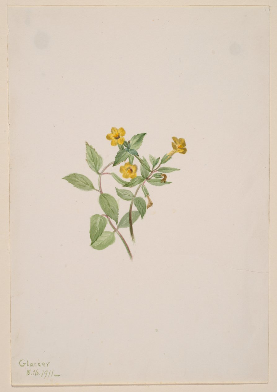 Fiore di muschio (Mimulus moschatus) da Mary Vaux Walcott