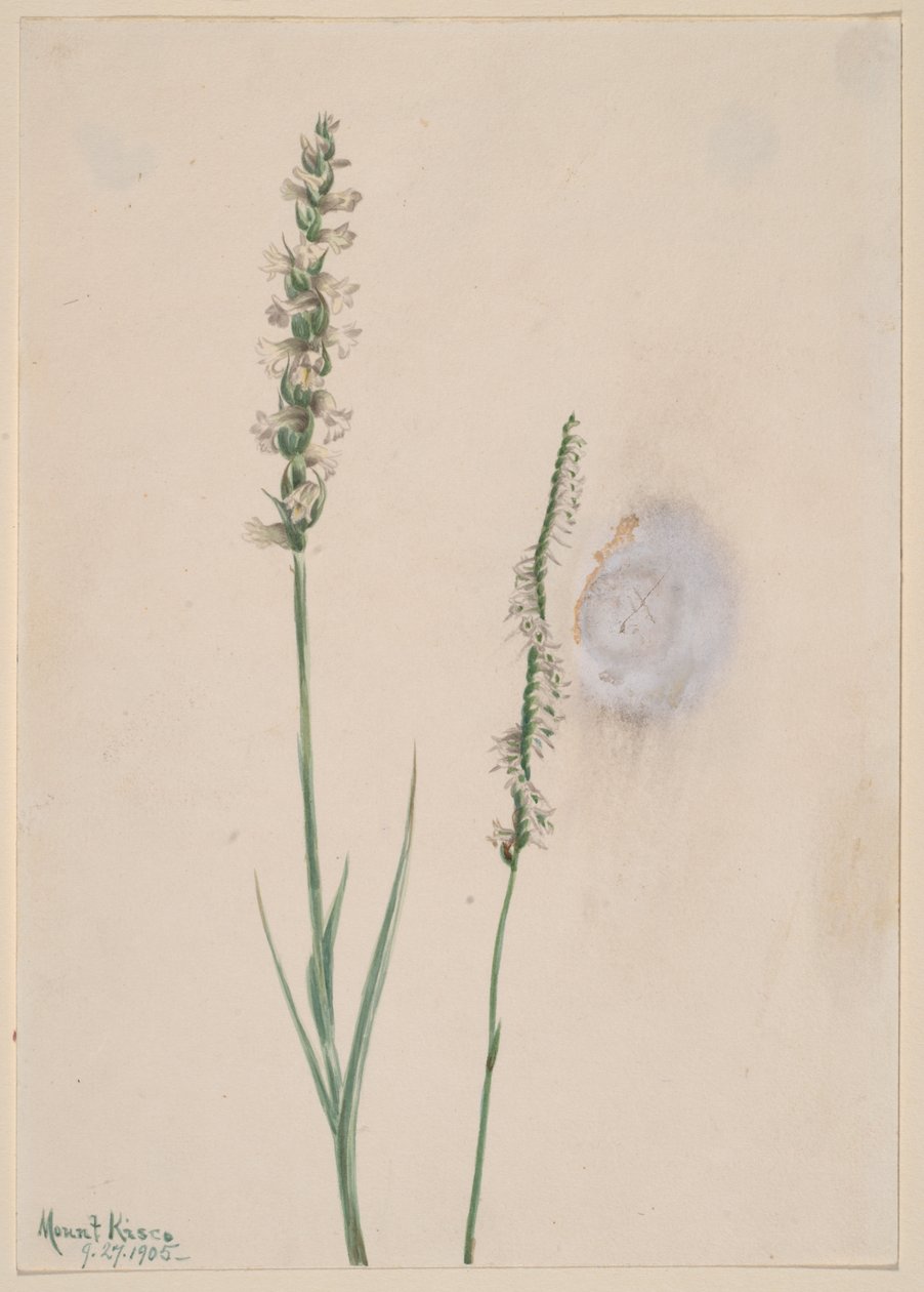 Nodding Ladies-Tresses Ibidium cernum, 1905 da Mary Vaux Walcott
