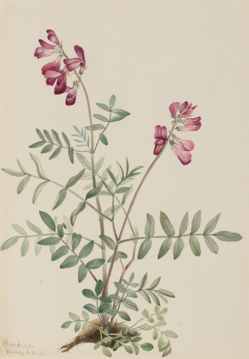 Hedysarum boreale (Hedysarum boreale) da Mary Vaux Walcott