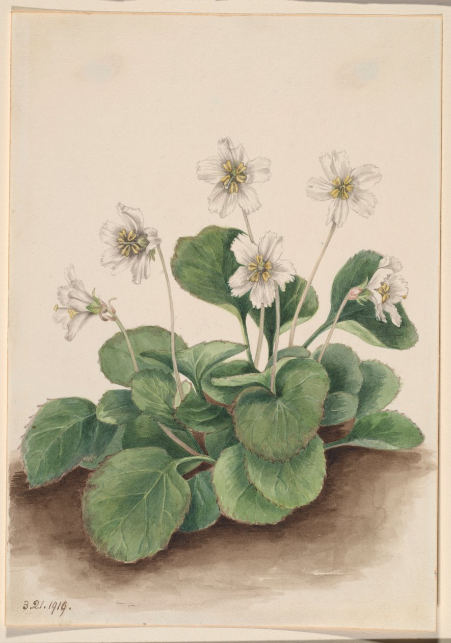 Campane di Oconee (Shortia galacifolia) da Mary Vaux Walcott