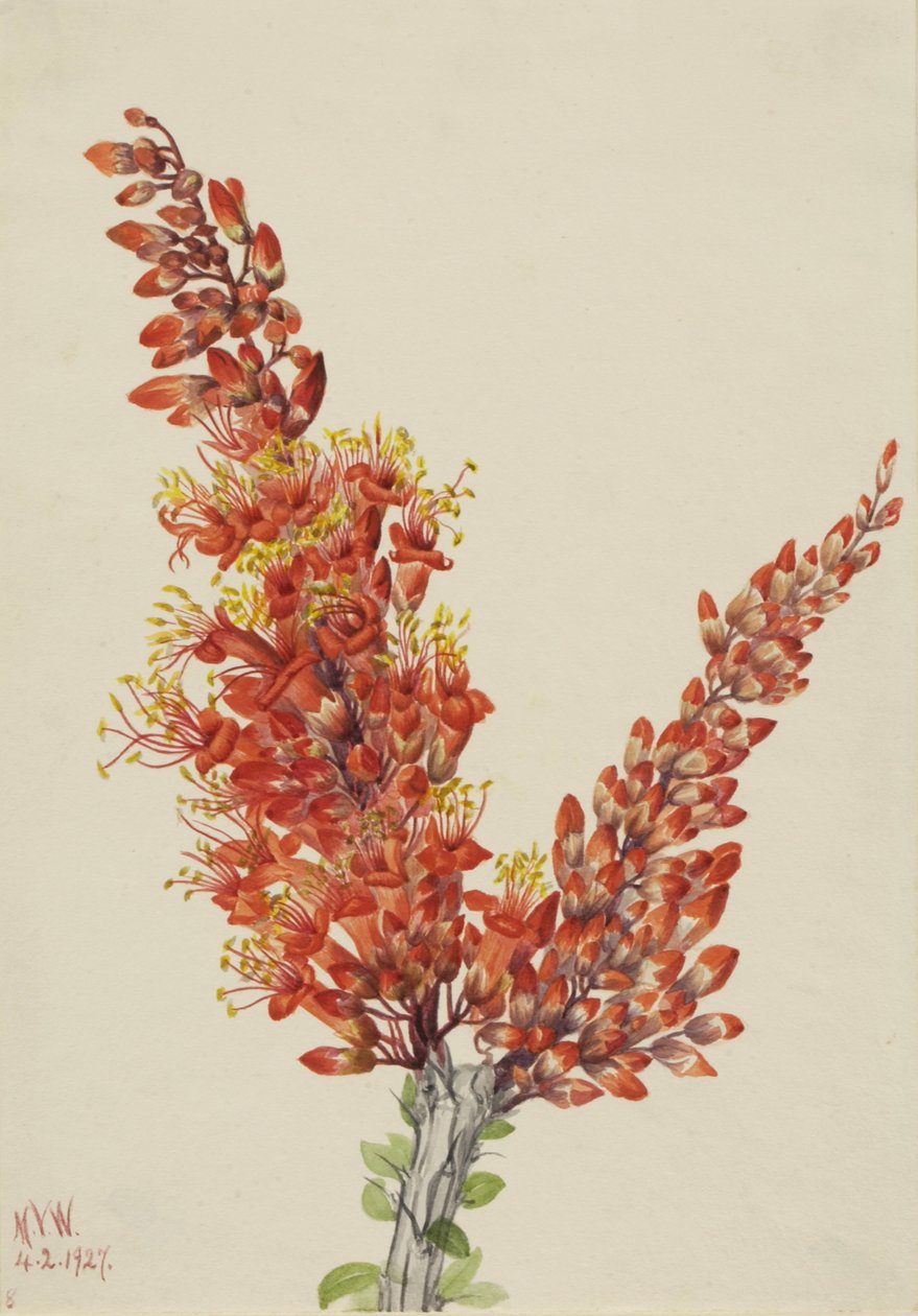 Ocotillo Fouquieria splendens da Mary Vaux Walcott