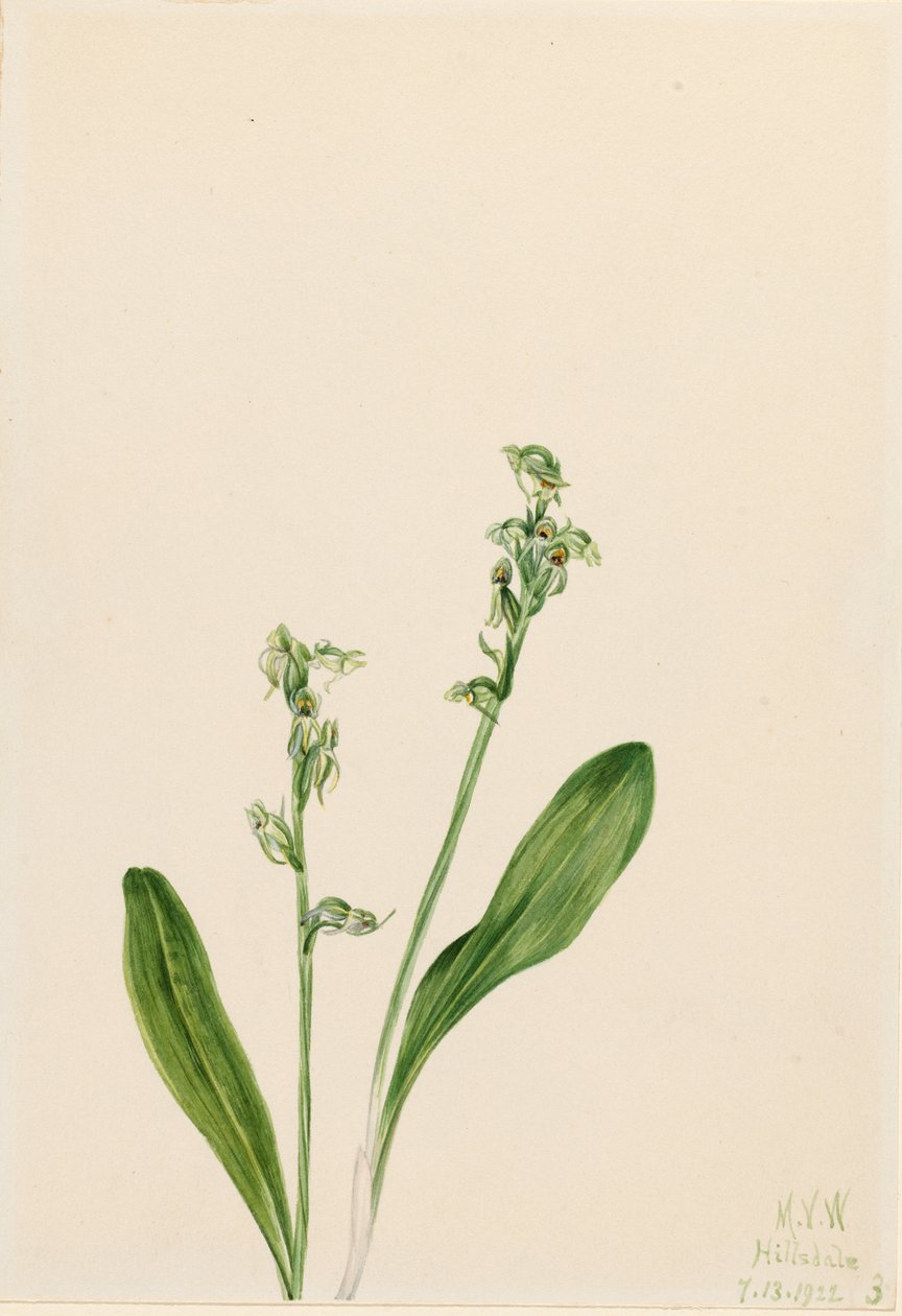 Orchidea a una foglia (Habenaria obtusata) da Mary Vaux Walcott