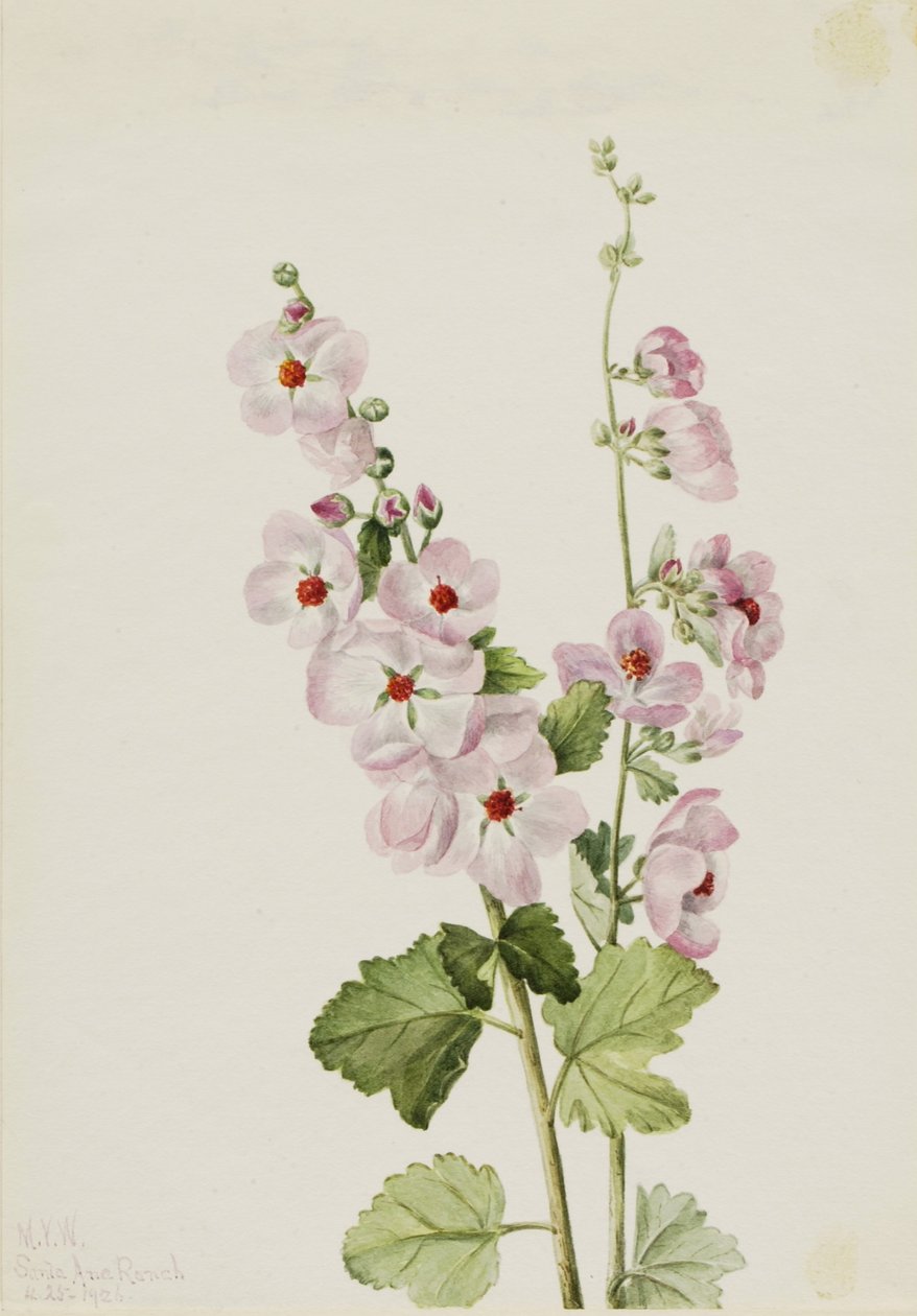 Globemallow dall