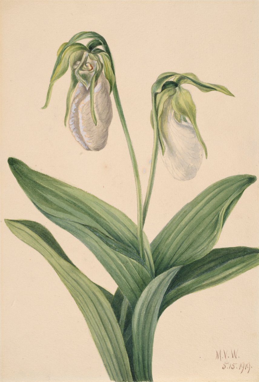 Scarpetta della Signora Pallida Cypridedium acaule da Mary Vaux Walcott