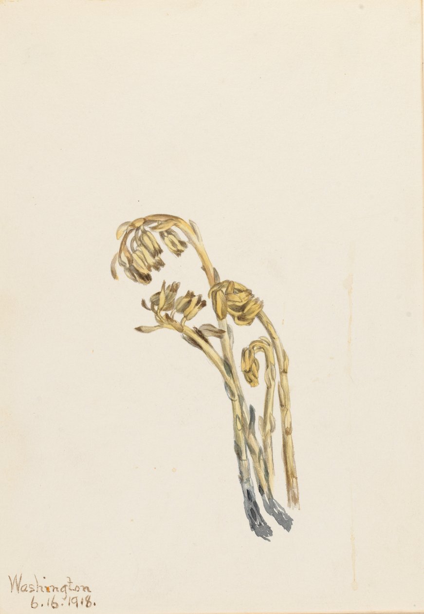 Pinespa pallida (Hypopitys americana) da Mary Vaux Walcott