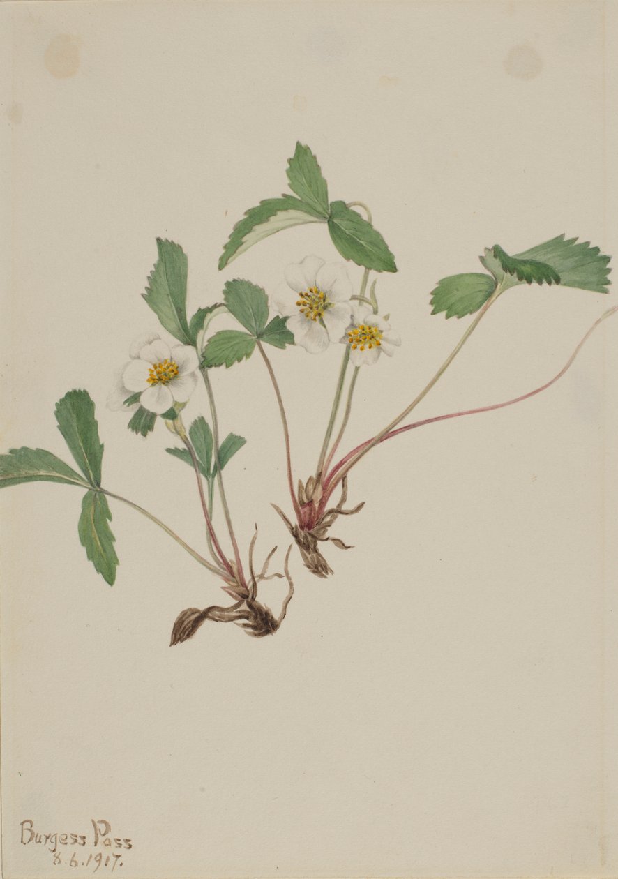 Fragola pallida (Fragaria glauca) da Mary Vaux Walcott