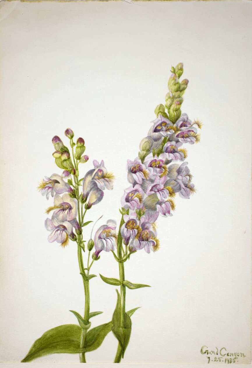 Pentstemon Pentstemon macranthus da Mary Vaux Walcott