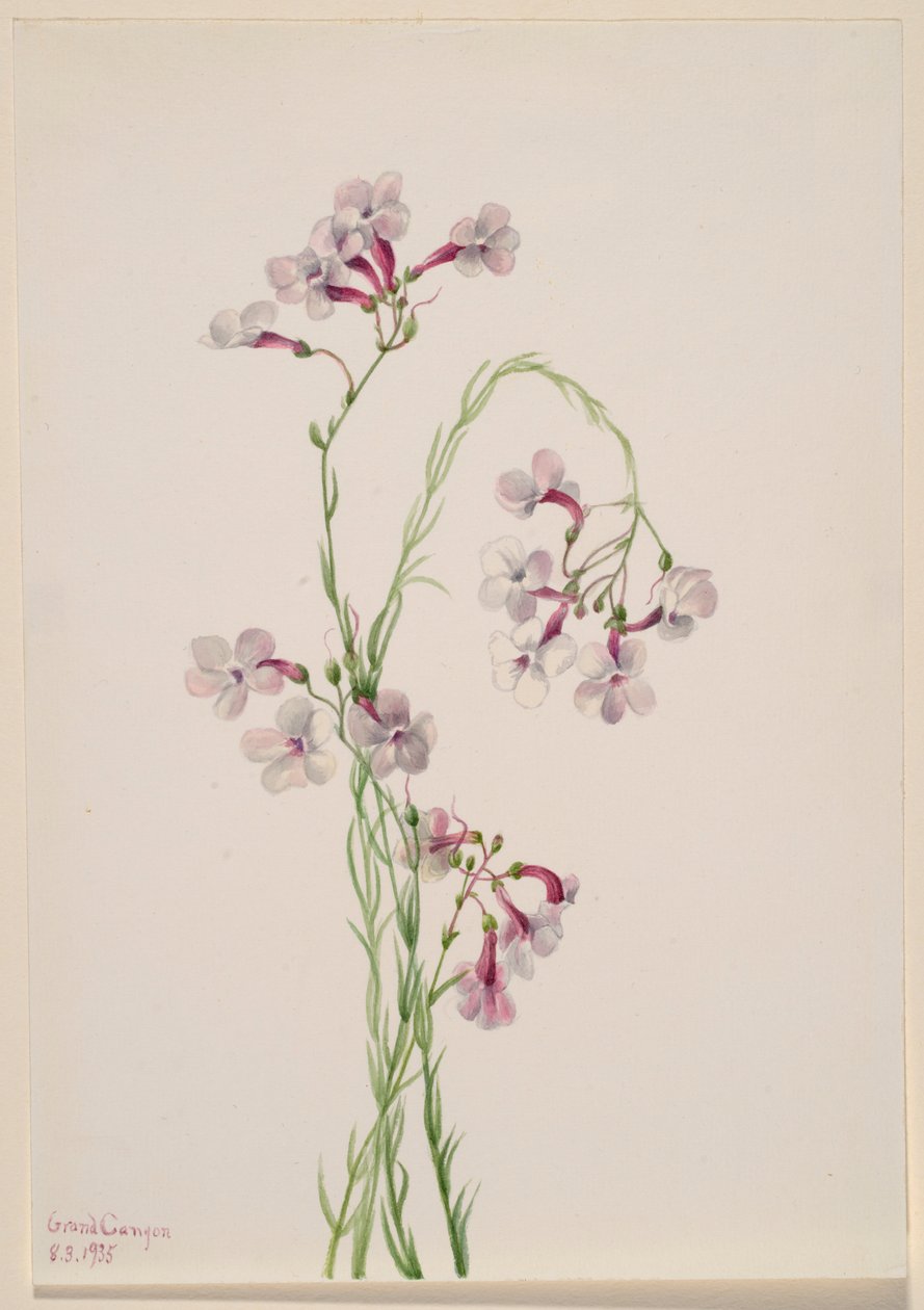 Pentstemon ambiguus da Mary Vaux Walcott