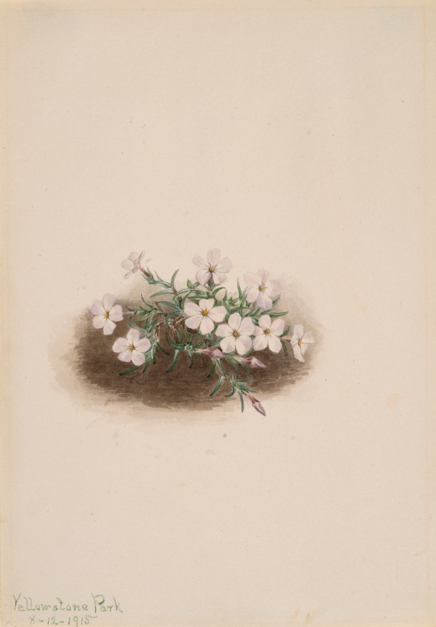 Phlox da Mary Vaux Walcott