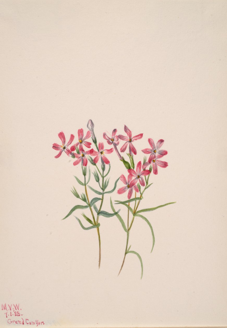 Phlox stansburyi da Mary Vaux Walcott