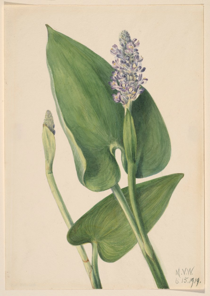 Alga piccante (Pontederia cordata) da Mary Vaux Walcott