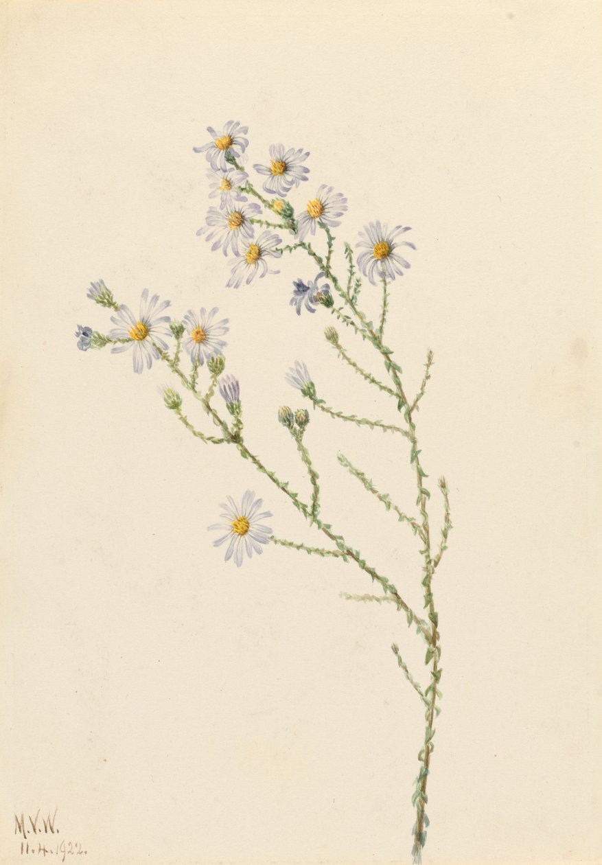Aster squarrosus (Pineland Aster) da Mary Vaux Walcott