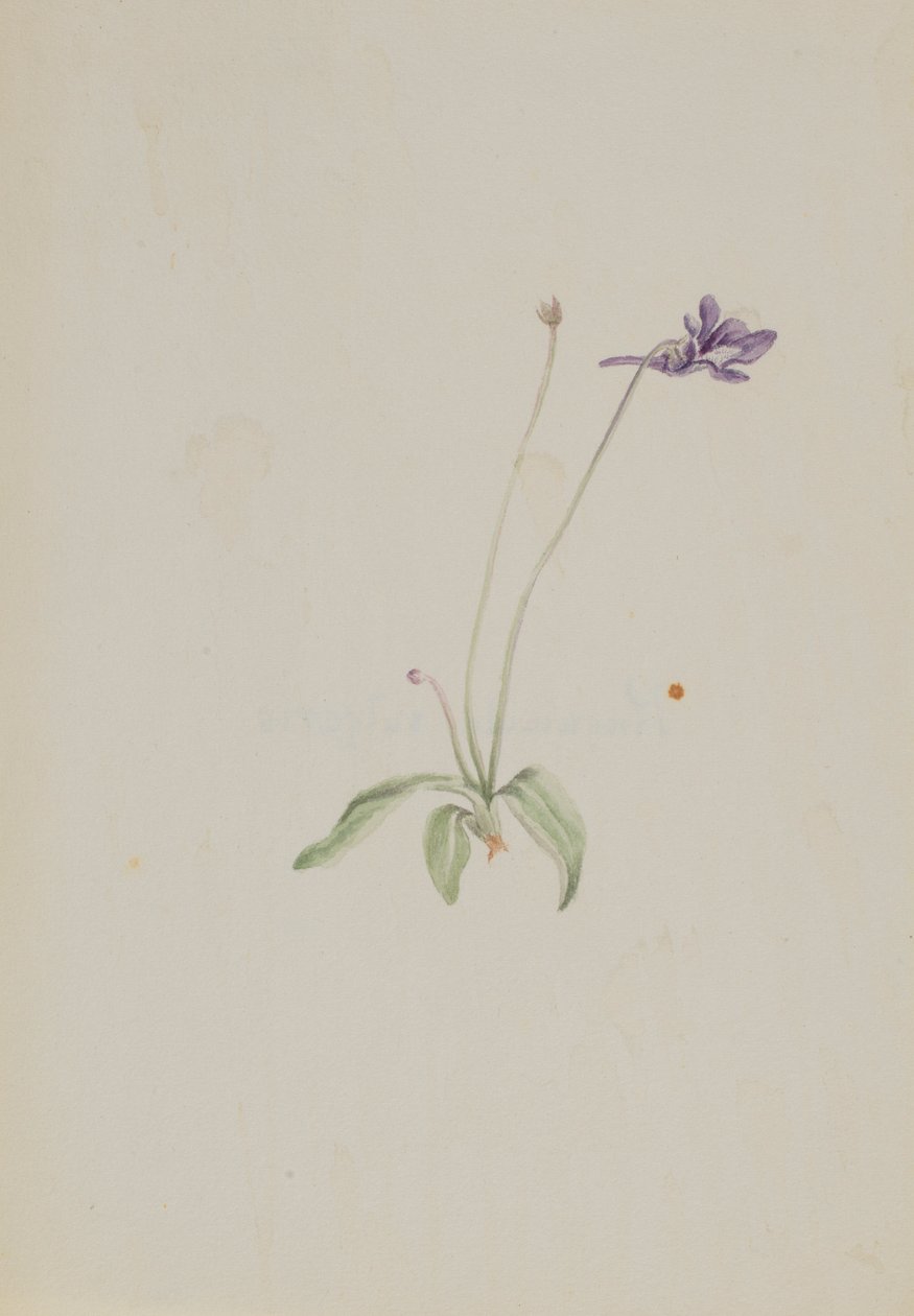 Pinguicula vulgaris da Mary Vaux Walcott
