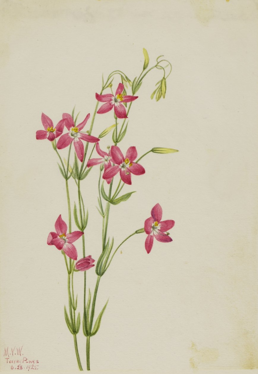 Centauro rosa (Centaurium venustum) da Mary Vaux Walcott