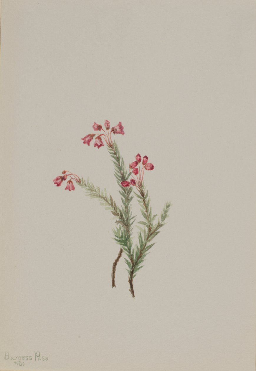 Erica rosa (Phyllodoce empetriformis) da Mary Vaux Walcott