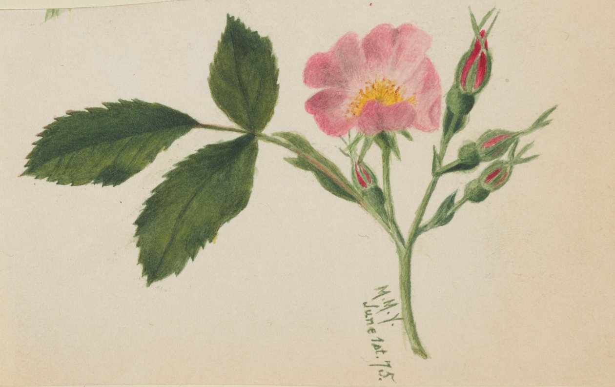 Rosa Rosa da Mary Vaux Walcott