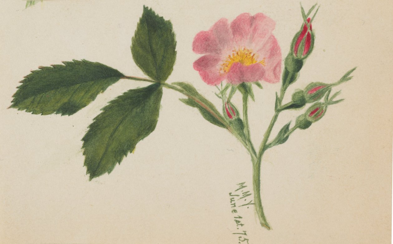 Rosa rosa, 1875 da Mary Vaux Walcott