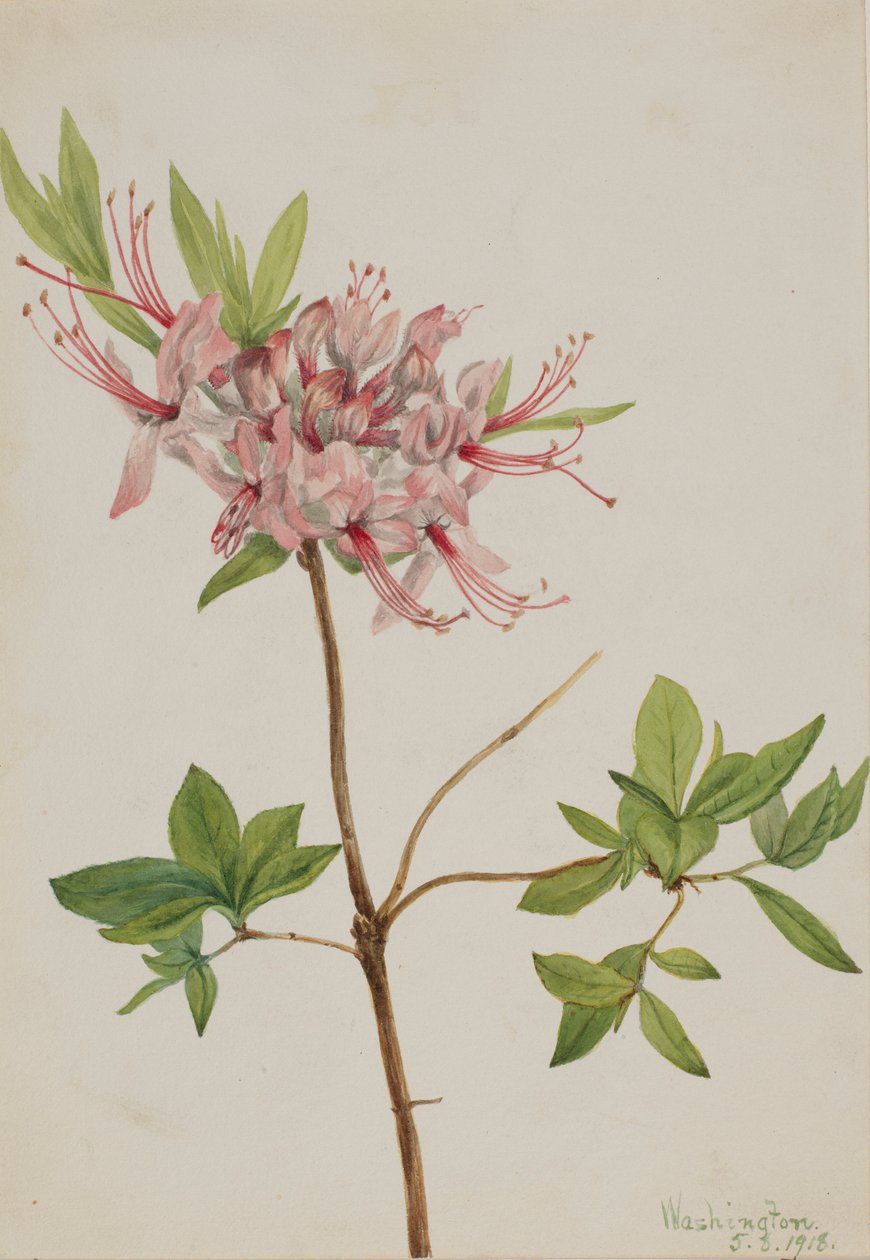 Fioritura di Pinxter (Azalea nudiflora) da Mary Vaux Walcott