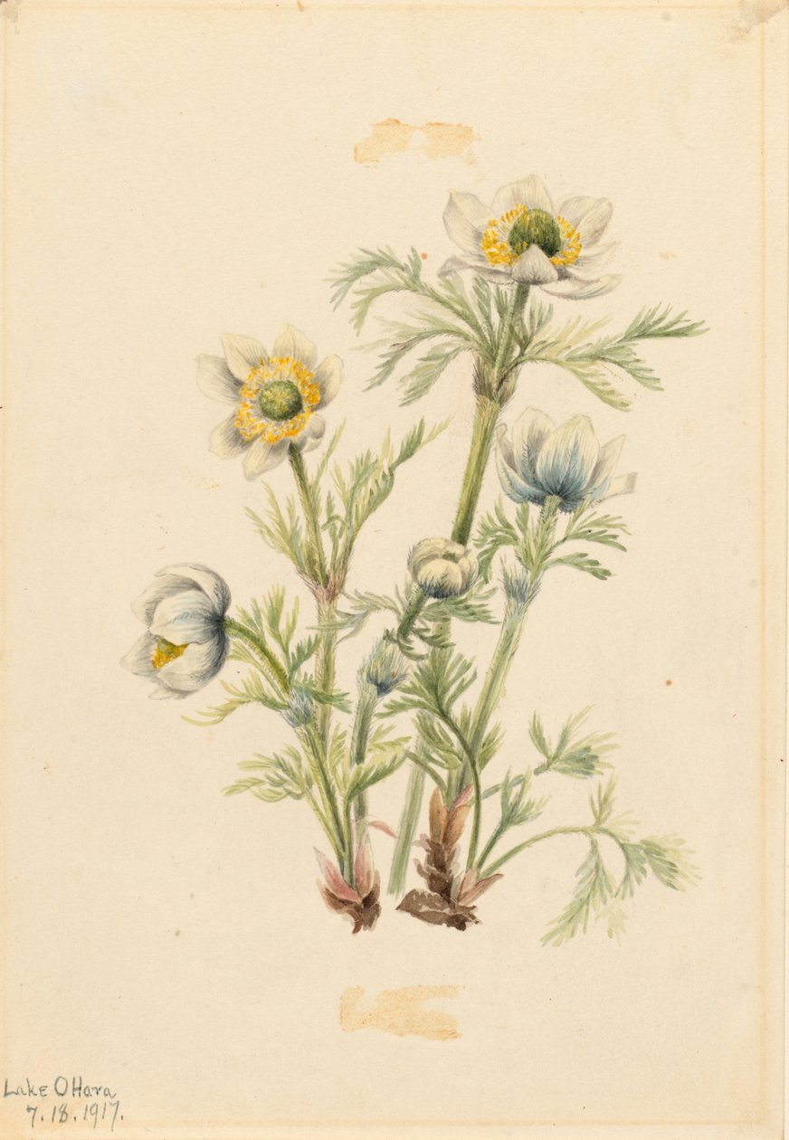 Plume Anemone (Pulsatilla occidentalis) da Mary Vaux Walcott