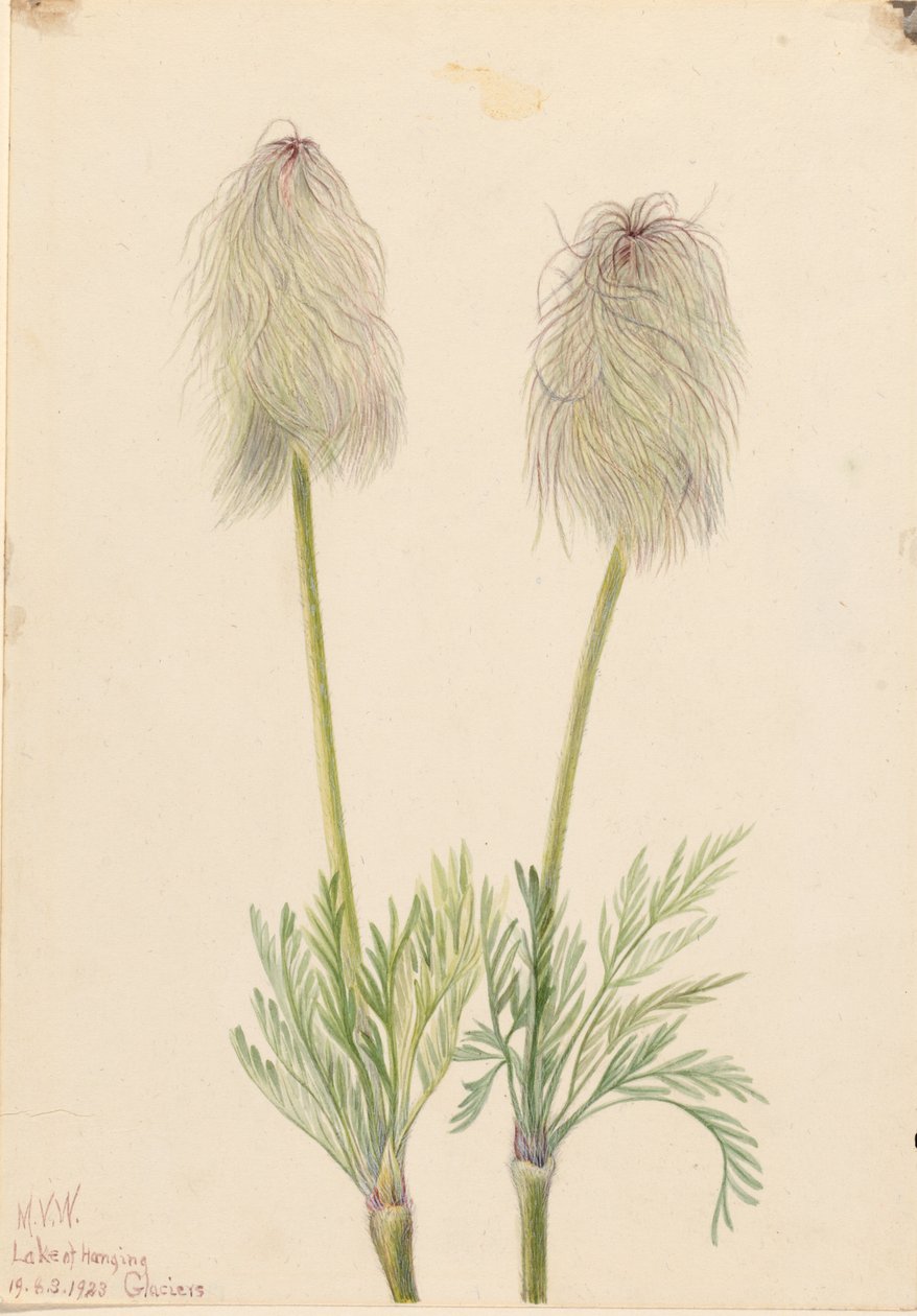Plume Anemone (Pulsatilla occidentalis) da Mary Vaux Walcott