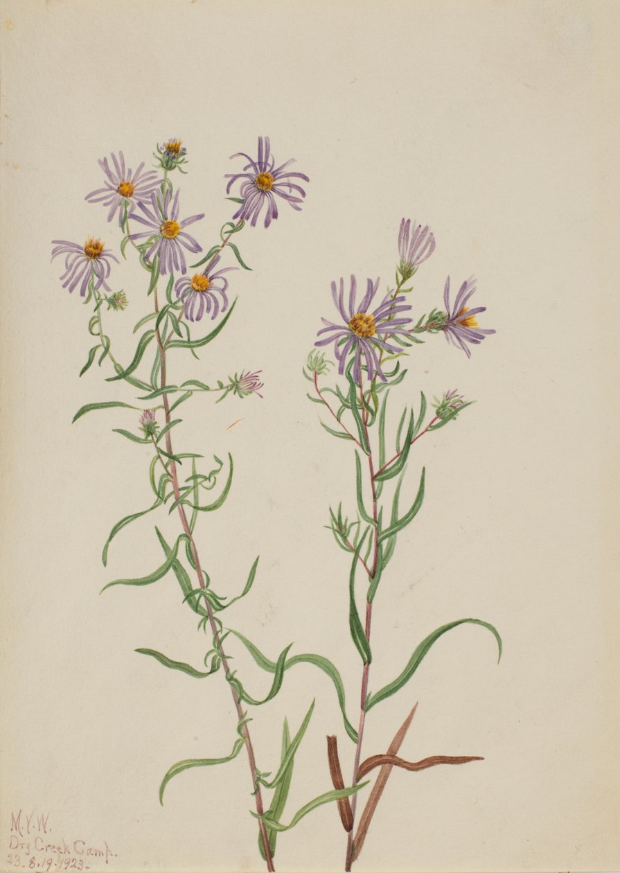 Aster della prateria Aster campestris, 1923 da Mary Vaux Walcott