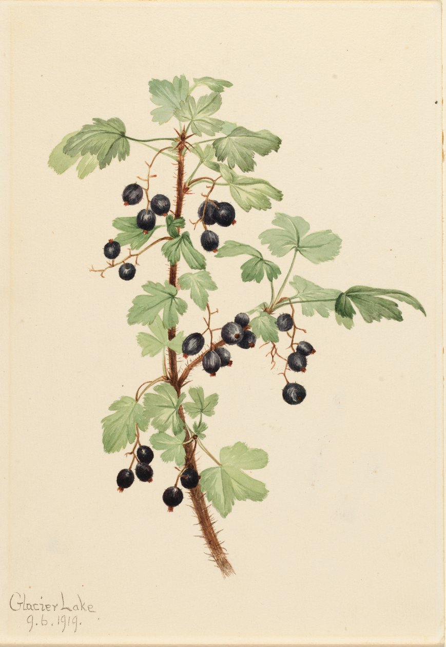 Ribes d