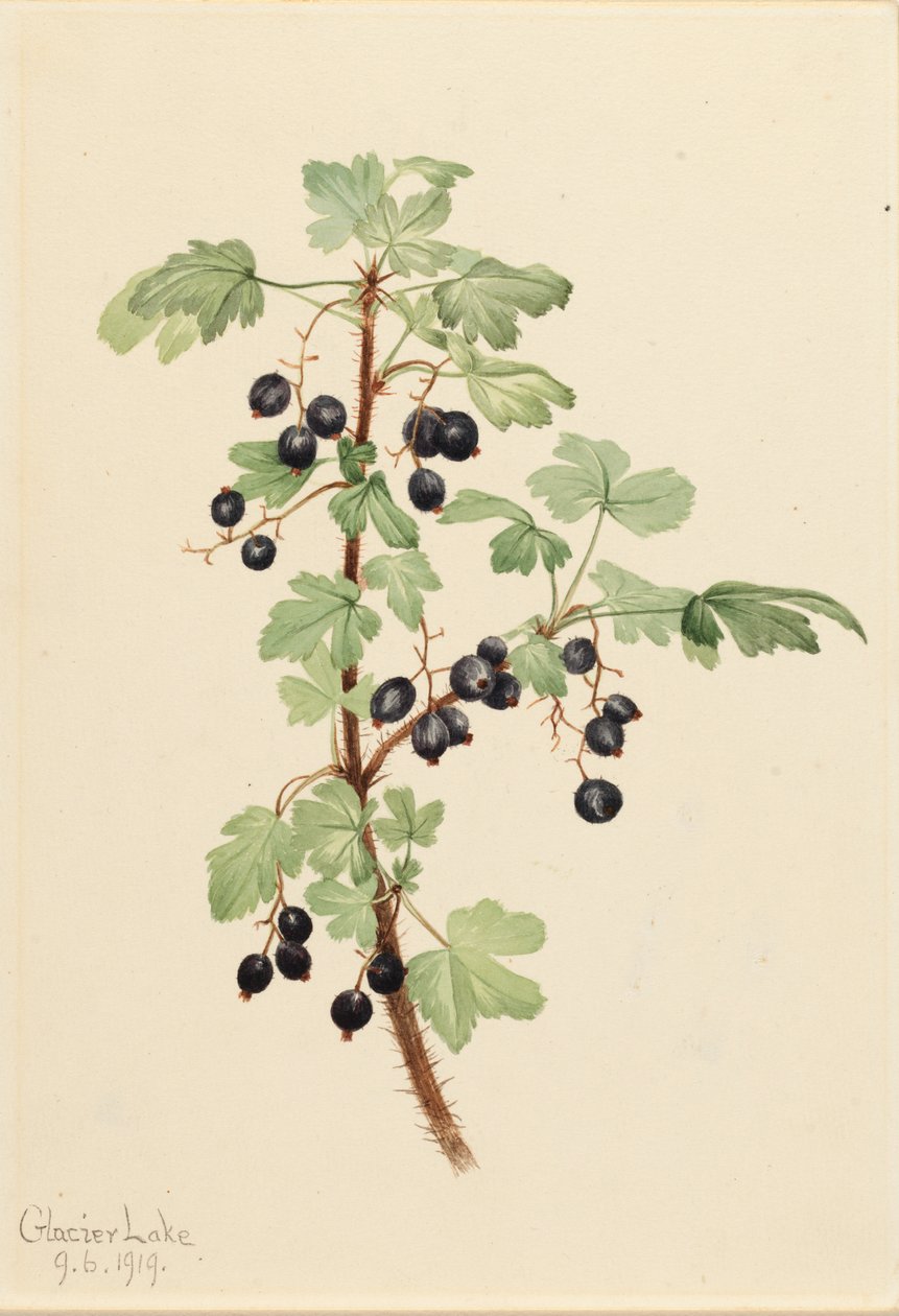 Ribes spinoso, 1919 da Mary Vaux Walcott