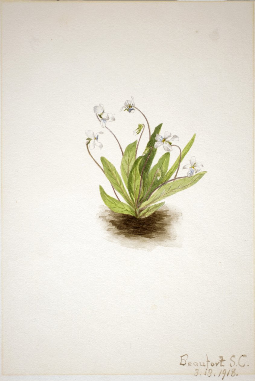 Viola primula (Viola primulifolia) da Mary Vaux Walcott
