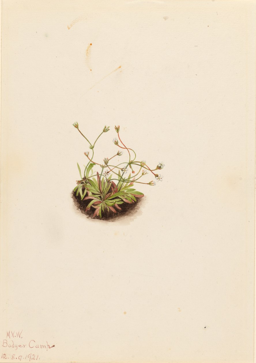 Androsace pigmeo (Androsace subumbellata) da Mary Vaux Walcott