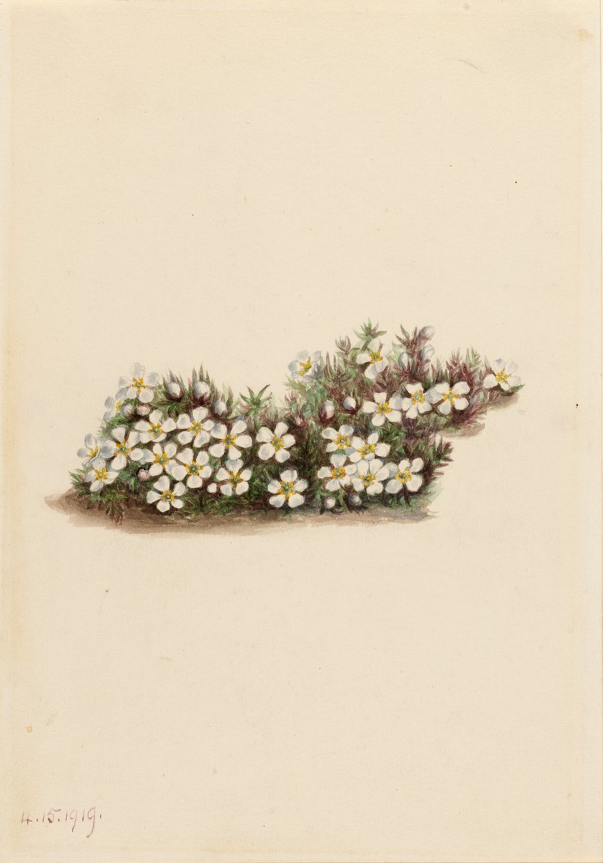 Pyxie (Pyxidanthera barbulata) da Mary Vaux Walcott