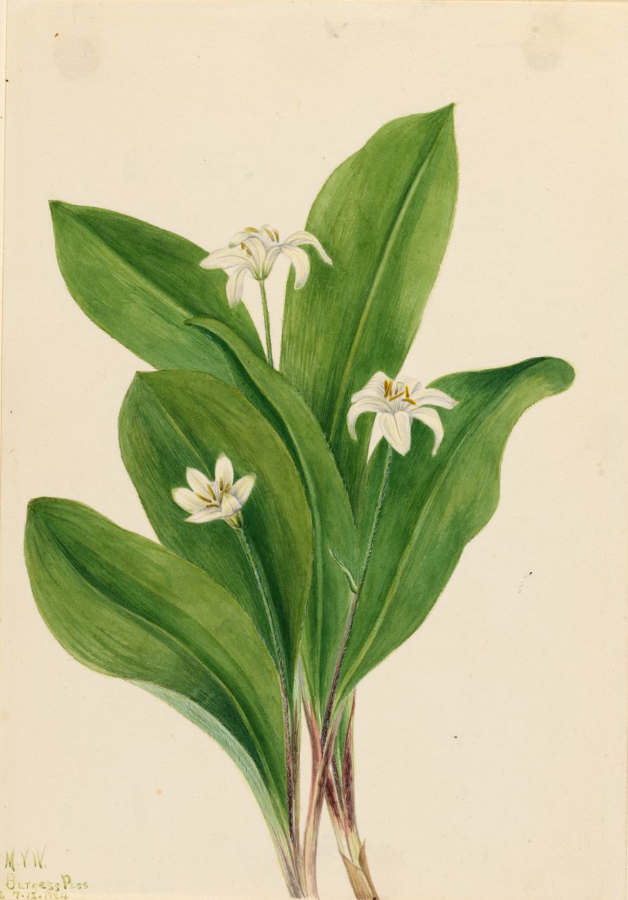 Queencup (Clintonia uniflora) da Mary Vaux Walcott