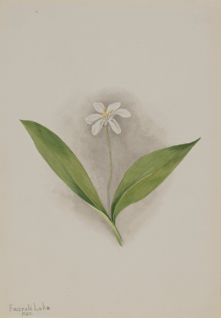 Queencup Clintonia uniflora, 1902 da Mary Vaux Walcott
