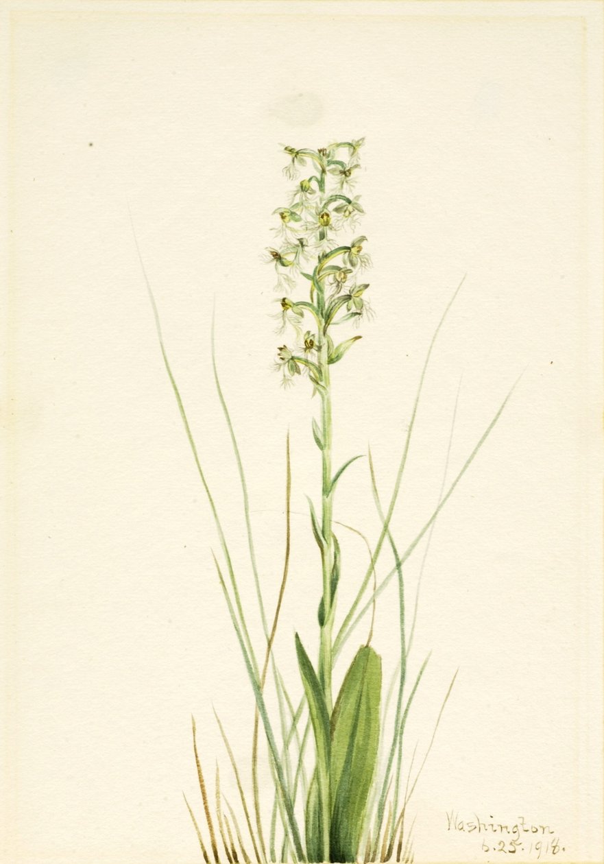 Orchidea a frange (Habenaria lacera) da Mary Vaux Walcott
