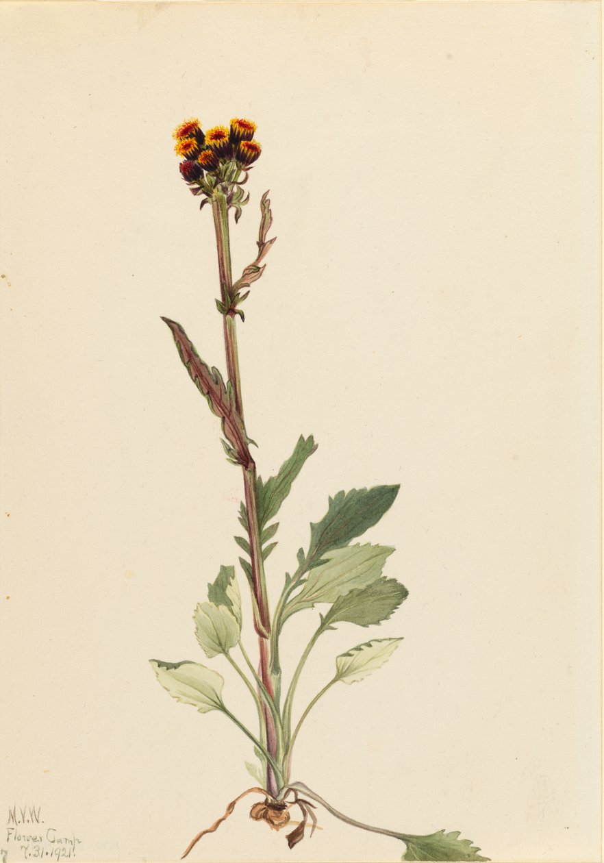 Senecio pauciflorus (Rayless Groundsel) da Mary Vaux Walcott