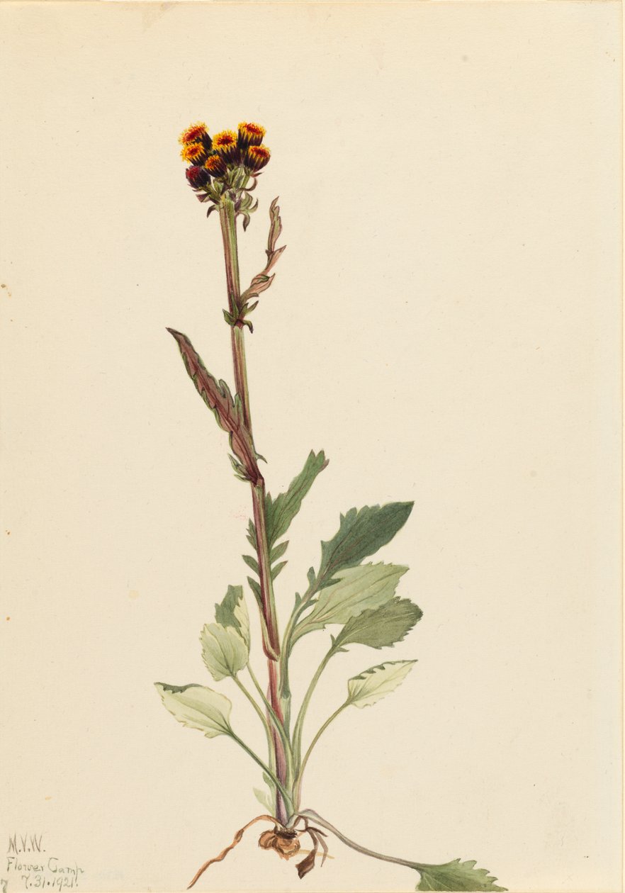 Senecio senza raggi Senecio pauciflorus, 1921 da Mary Vaux Walcott