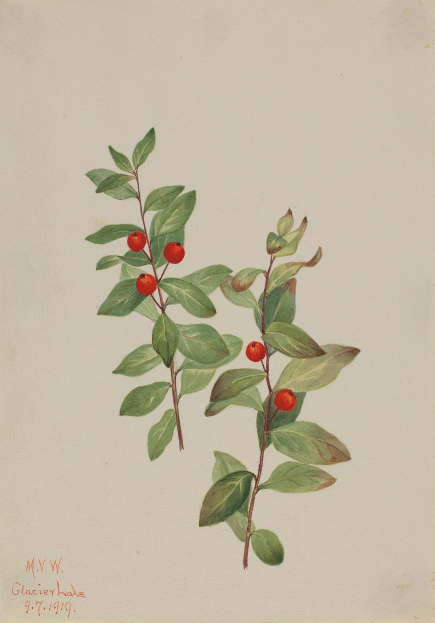 Comandra rossa (Comandra livida) da Mary Vaux Walcott
