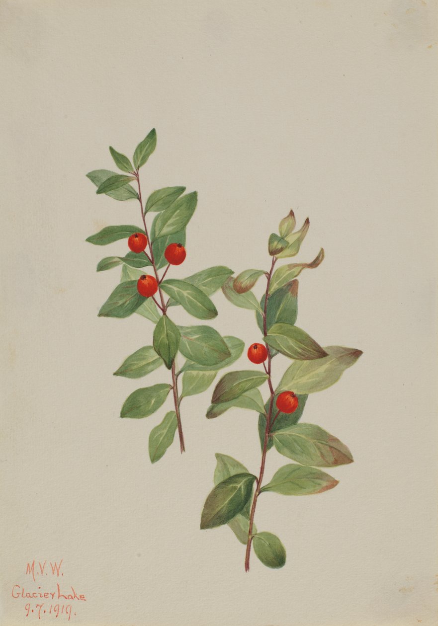 Comandra rossa Comandra livida da Mary Vaux Walcott
