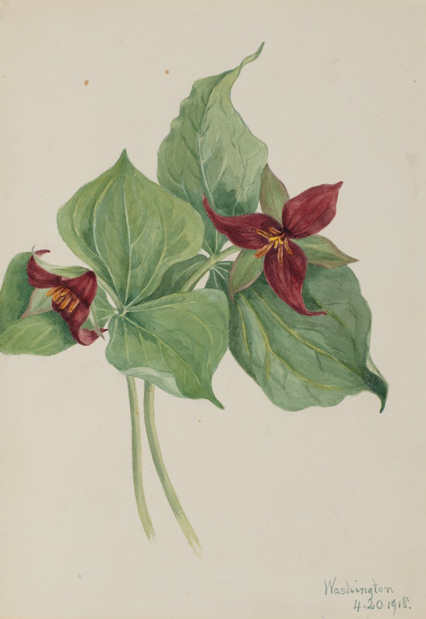 Trillium rosso (Trillium erectum) da Mary Vaux Walcott