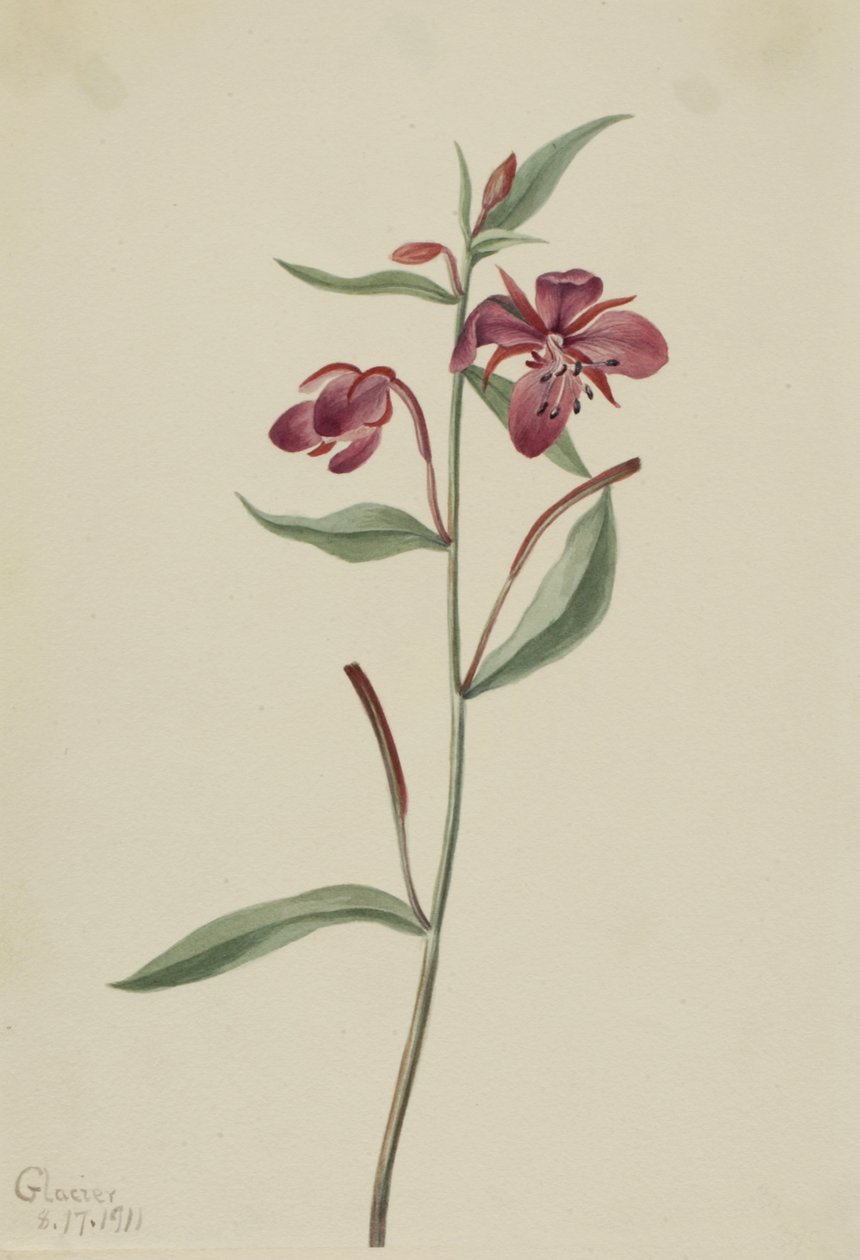 Salcerella rossa Epilobium latifolium da Mary Vaux Walcott