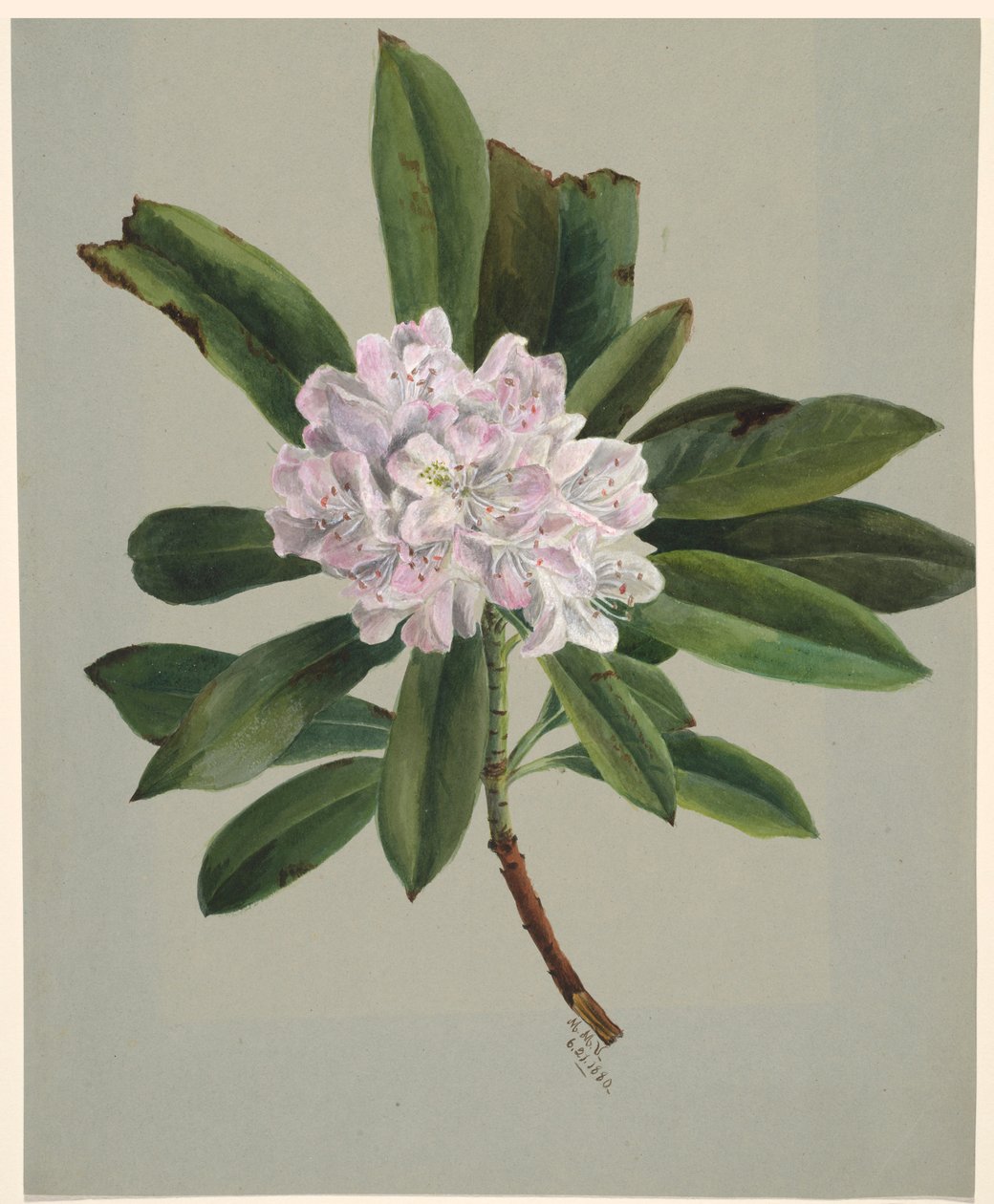 Rododendro (Rhododendron maximum) da Mary Vaux Walcott