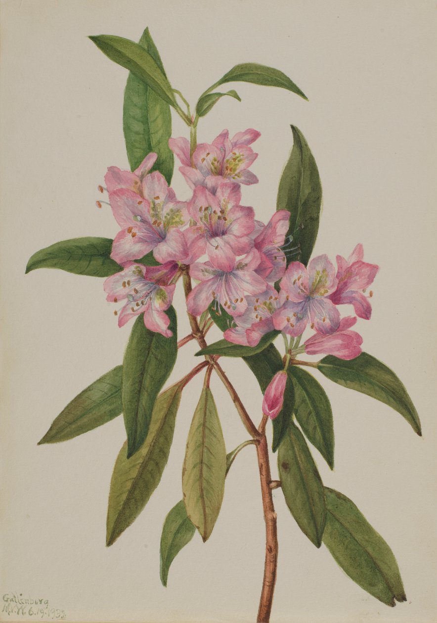 Rododendro di Rose-Bay (Rhododendron carolinianum) da Mary Vaux Walcott